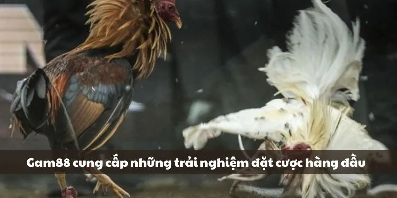 Đá Gà Bên Cam Hợp Pháp, Minh Bạch - Đặt Cược Thắng Lớn Liền Tay 2 Gam88 cung cấp những trải nghiệm đặt cược hàng đầu
