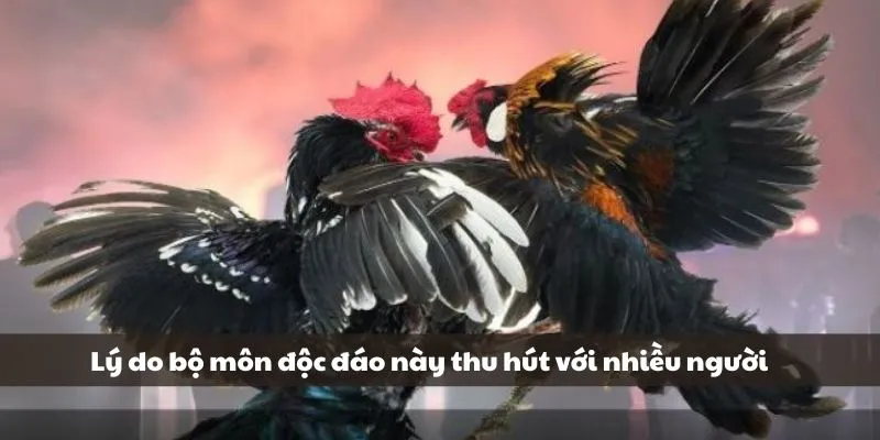 Đá Gà Bên Cam Hợp Pháp, Minh Bạch - Đặt Cược Thắng Lớn Liền Tay 1 Lý do bộ môn độc đáo này thu hút với nhiều người