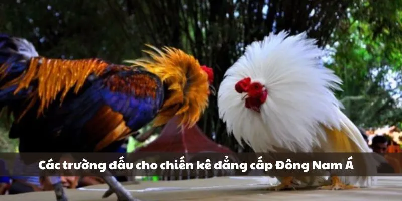 Đá Gà Bên Cam Hợp Pháp, Minh Bạch - Đặt Cược Thắng Lớn Liền Tay 3 Các trường đấu cho chiến kê đẳng cấp Đông Nam Á