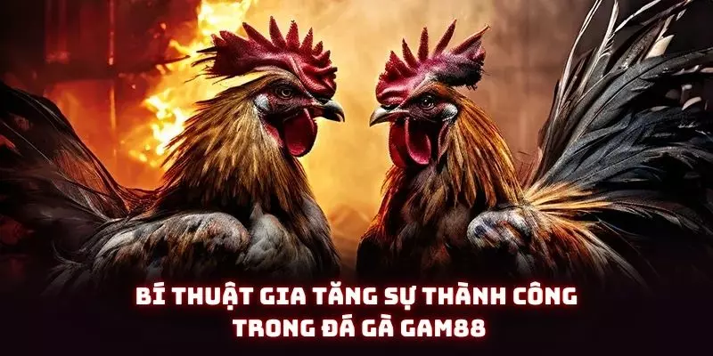 Đá Gà Gam88 - Trải Nghiệm Sân Chơi Cực Đẳng Cấp Cho Năm Ất Tỵ 4 Bí thuật gia tăng sự thành công trong đá gà gam88