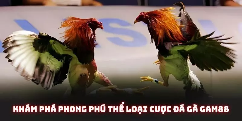 Đá Gà Gam88 - Trải Nghiệm Sân Chơi Cực Đẳng Cấp Cho Năm Ất Tỵ 3 Khám phá phong phú thể loại cược đá gà gam88