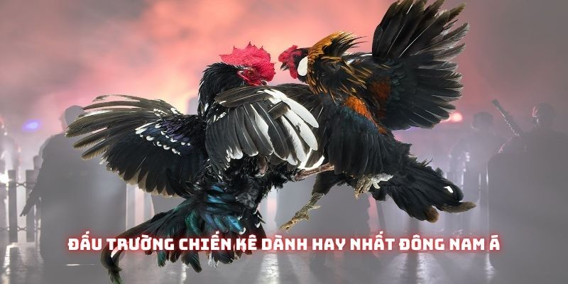 Đá Gà Thomo Cpc3 - Đấu Trường Chiến Kê Kịch Tính Nhất Đông Nam Á 4 Đá gà thomo cpc3 - đấu trường chiến kê dành hay nhất Đông Nam Á