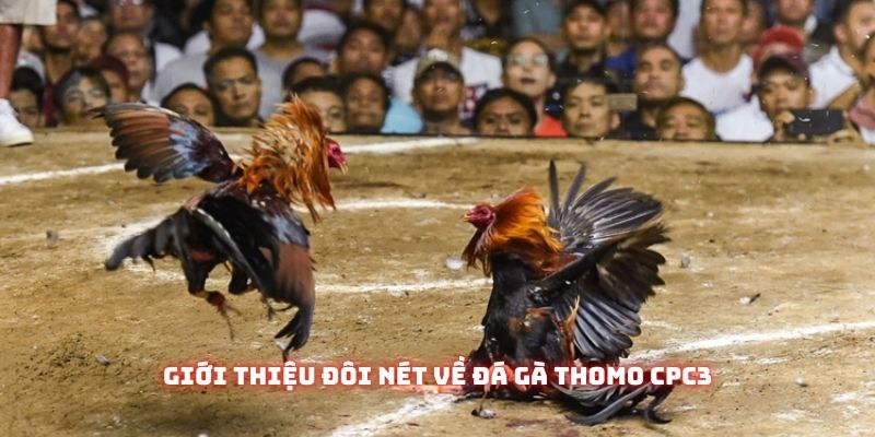 Đá Gà Thomo Cpc3 - Đấu Trường Chiến Kê Kịch Tính Nhất Đông Nam Á 1 Giới thiệu đôi nét về Đá gà thomo cpc3
