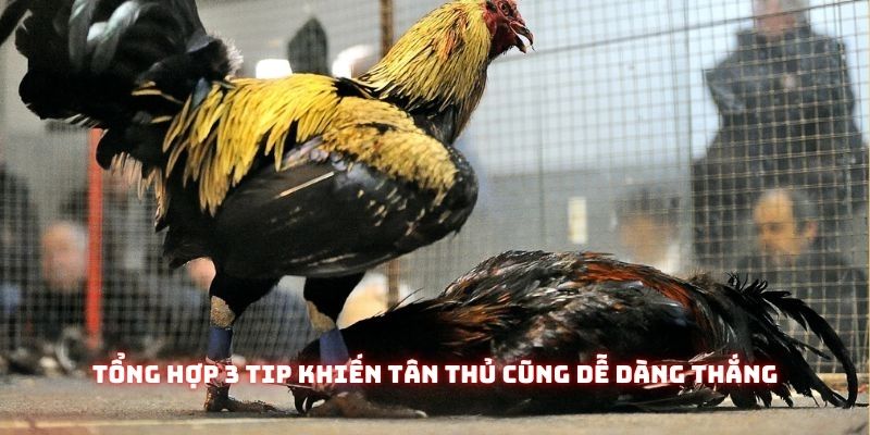 Đá Gà Thomo Cpc3 - Đấu Trường Chiến Kê Kịch Tính Nhất Đông Nam Á 3 Tổng hợp 3 tip khiến tân thủ cũng dễ dàng thắng đá gà thomo cpc3