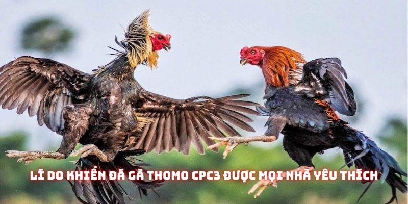 Đá Gà Thomo Cpc3 - Đấu Trường Chiến Kê Kịch Tính Nhất Đông Nam Á 2 Những lí do khiến Đá gà thomo cpc3 được mọi nhà yêu thích