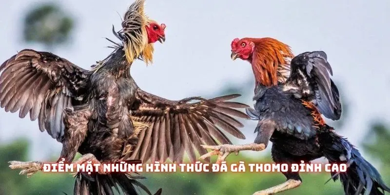 Đá Gà Ở Thomo - Nơi Hội Tụ Những Trận Đấu Kịch Tính Nhất 2025 2 Điểm mặt những hình thức đá chiến kê thomo đỉnh cao