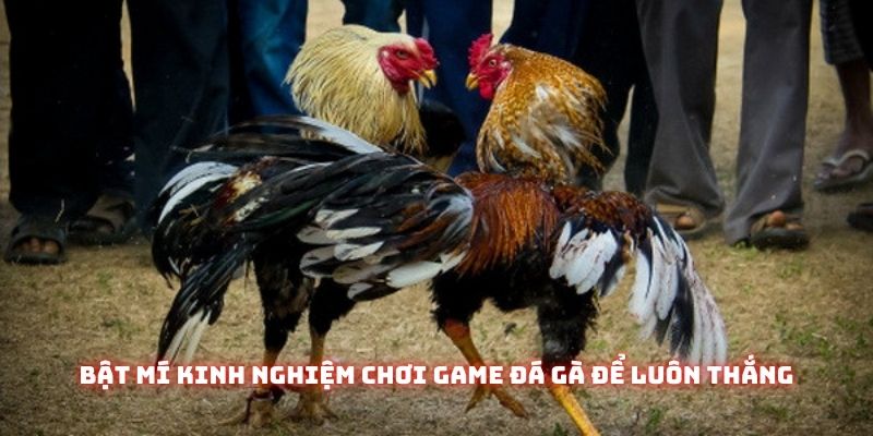 Game Đá Gà – Sức Hút Đặc Biệt Từ Trò Chơi Dân Gian Đến Từ Việt Nam 3 Bật mí kinh nghiệm chơi game đá gà để luôn thắng