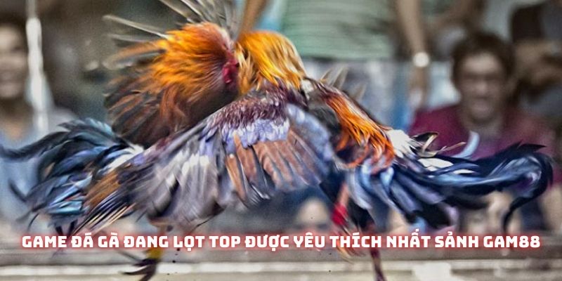Game Đá Gà – Sức Hút Đặc Biệt Từ Trò Chơi Dân Gian Đến Từ Việt Nam 2 Game đá gà đang lọt top được yêu thích nhất sảnh Gam88