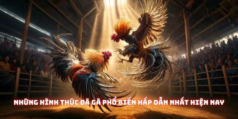 Đá Gà Online Trực Tiếp - Nơi Hội Tụ Những Trận Chiến Đỉnh Cao 2 Những hình thức đá gà phổ biến hấp dẫn nhất hiện nay