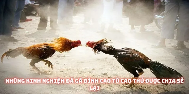 Đá Gà Online Trực Tiếp - Nơi Hội Tụ Những Trận Chiến Đỉnh Cao 3 Những kinh nghiệm đá gà đỉnh cao từ cao thủ được chia sẻ lại