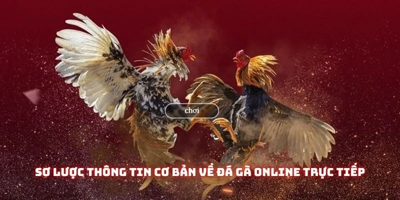 Đá Gà Online Trực Tiếp - Nơi Hội Tụ Những Trận Chiến Đỉnh Cao 1 Sơ lược thông tin cơ bản về đá gà online trực tiếp